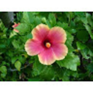 Meet your Posher, Kristyn